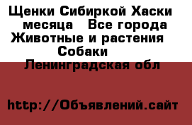 Щенки Сибиркой Хаски 2 месяца - Все города Животные и растения » Собаки   . Ленинградская обл.
